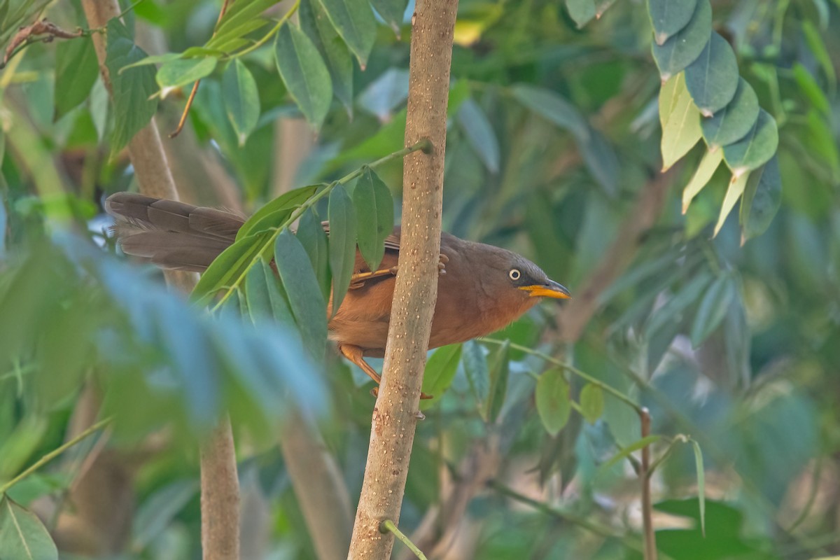 Rufous Babbler - ML616499233