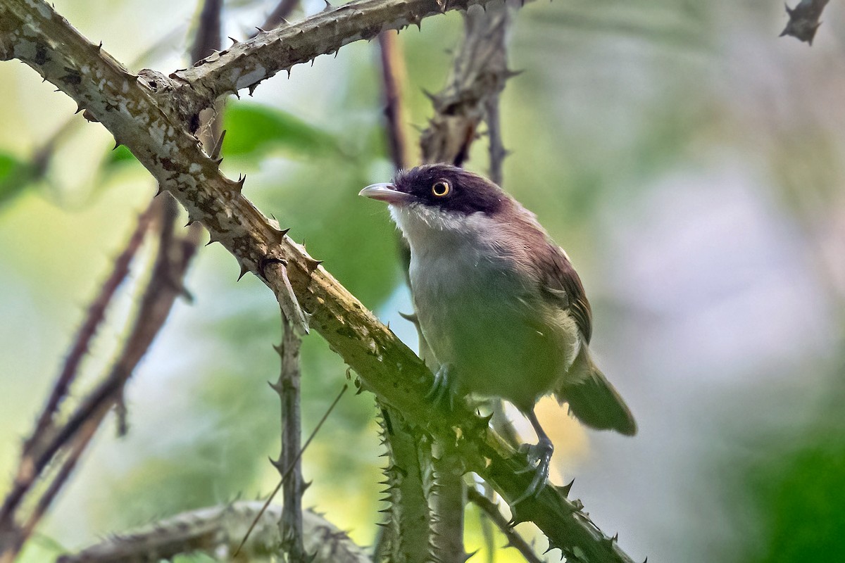 Dark-fronted Babbler - ML616499242