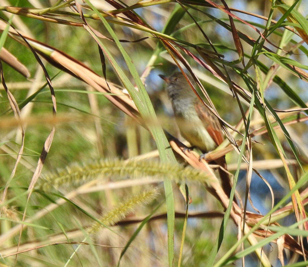 Rufous-tailed Flycatcher - ML616499257