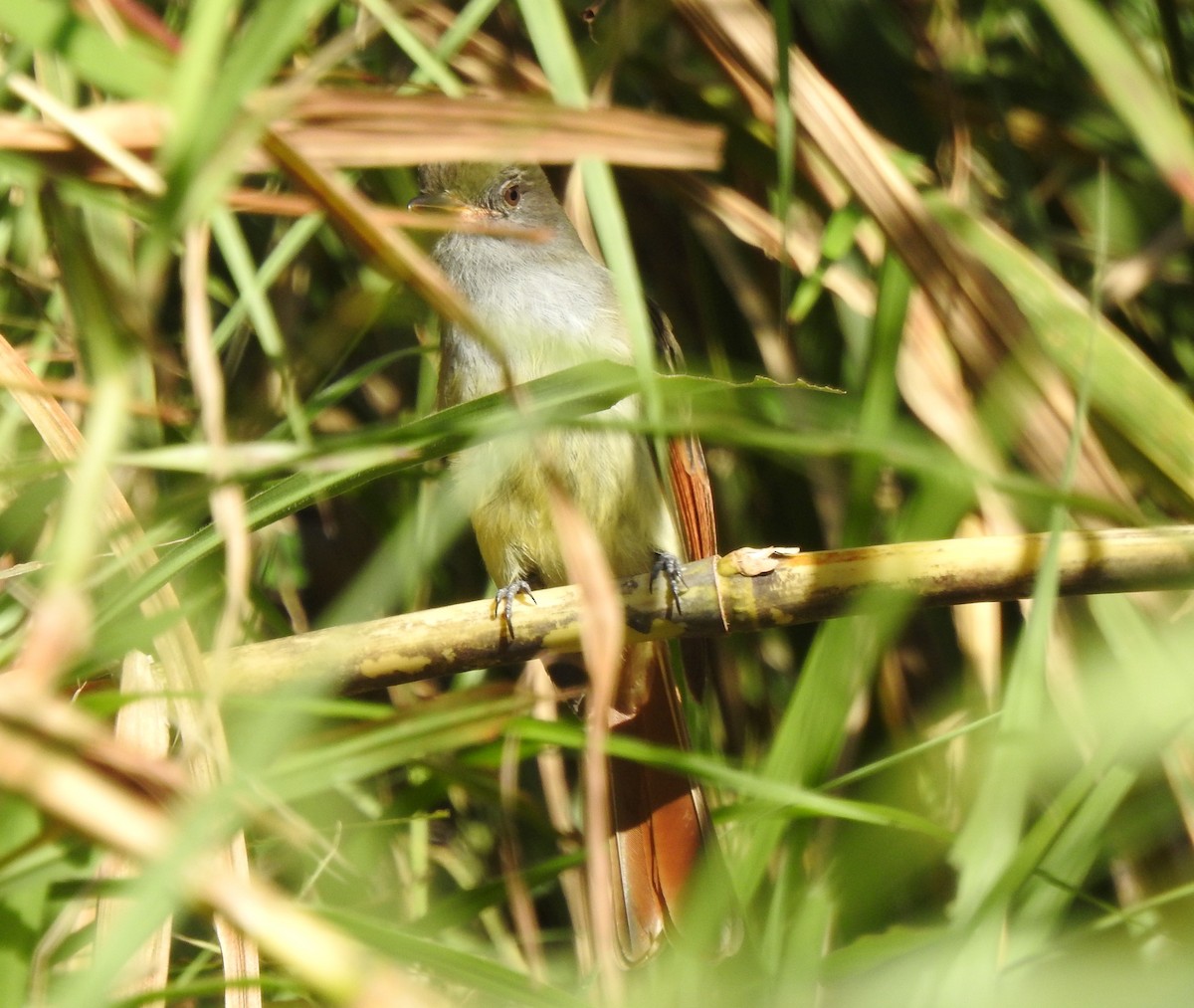 Rufous-tailed Flycatcher - ML616499258