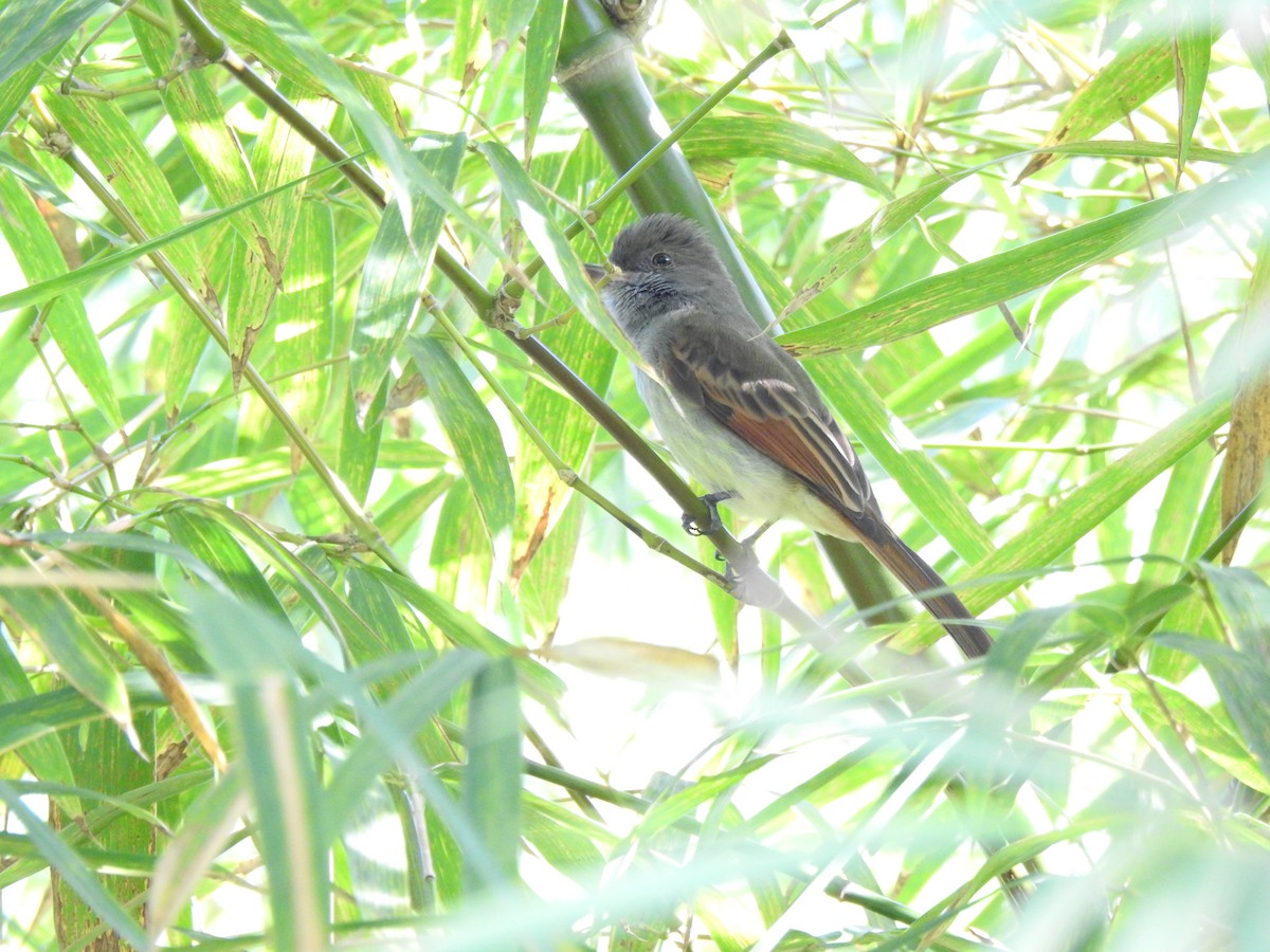 Rufous-tailed Flycatcher - Heath Harlan