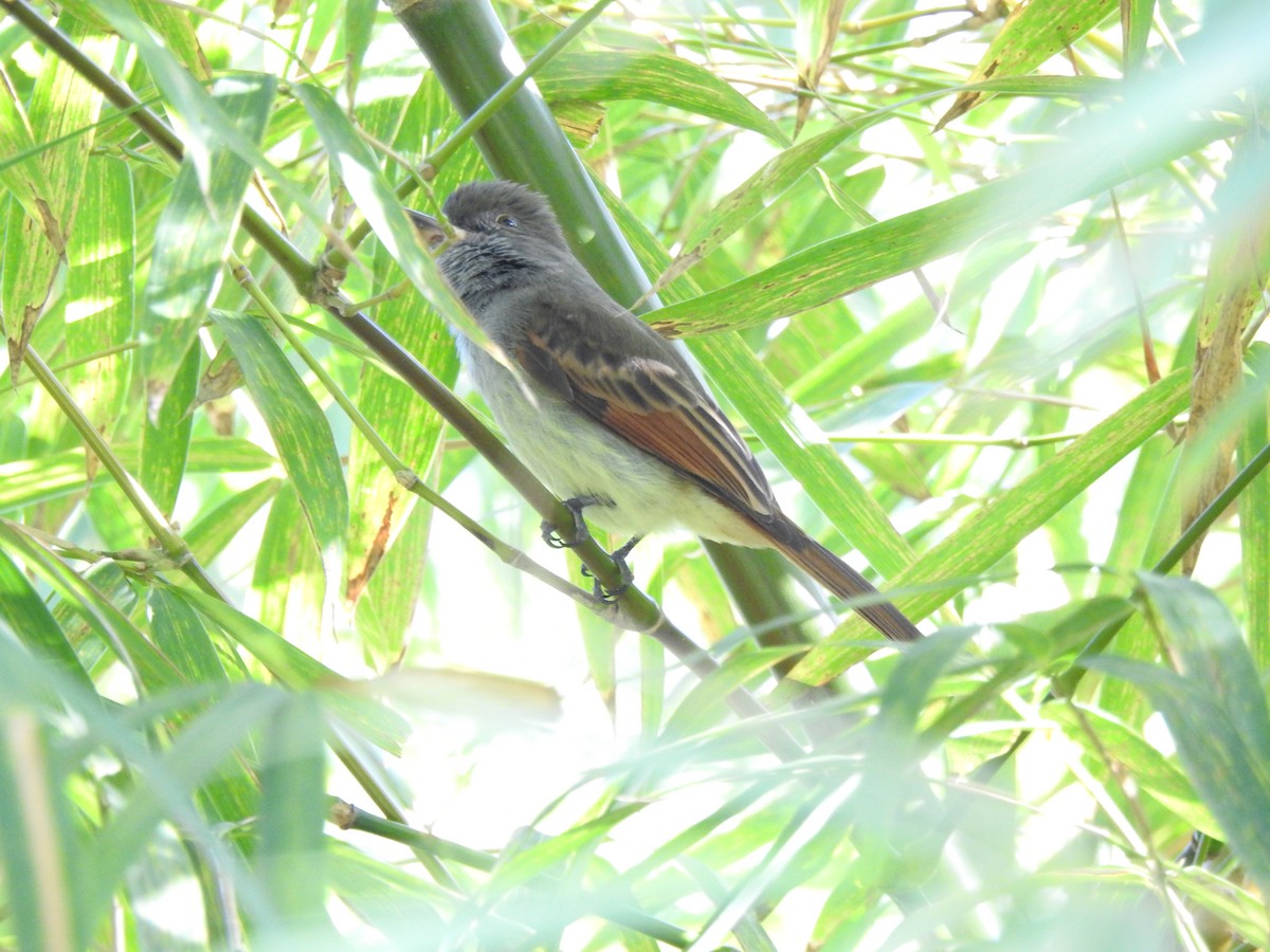 Rufous-tailed Flycatcher - Heath Harlan