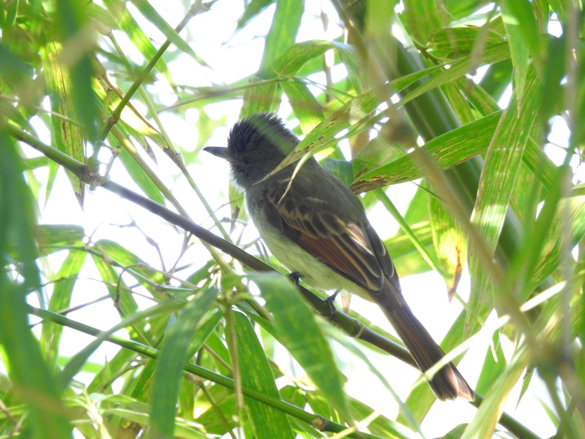 Rufous-tailed Flycatcher - Heath Harlan