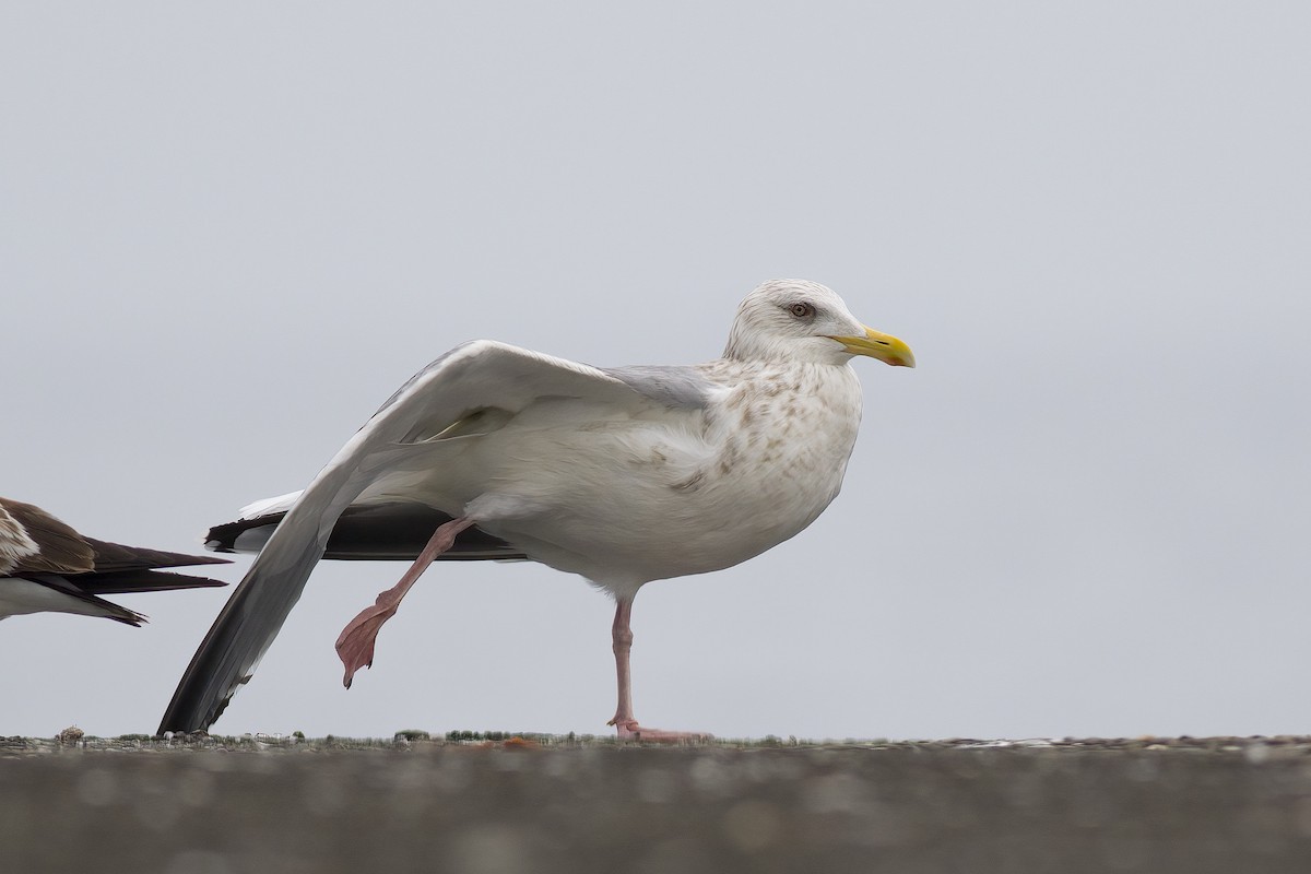 Herring Gull (Vega) - ML616499273