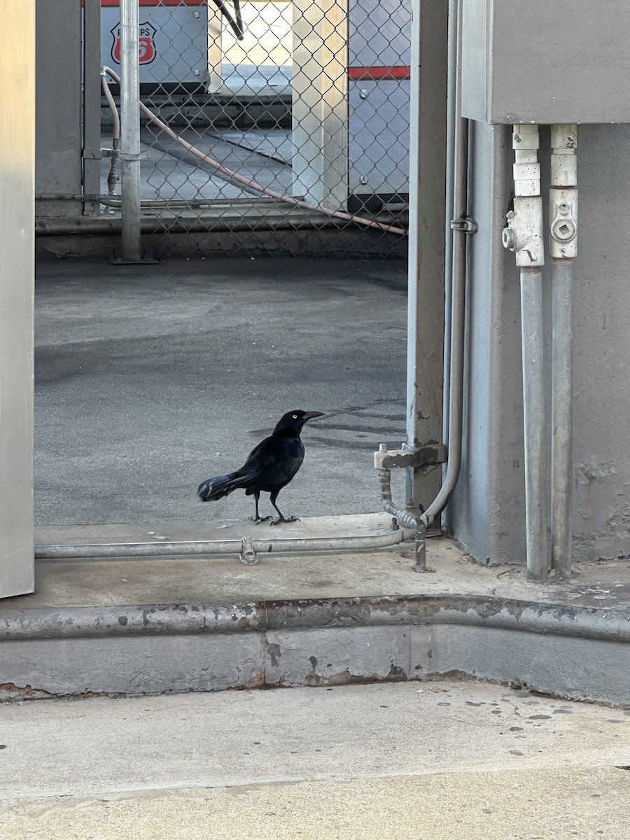 Great-tailed Grackle - ML616499309