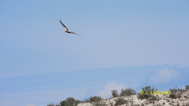 Western Marsh Harrier - ML616499314