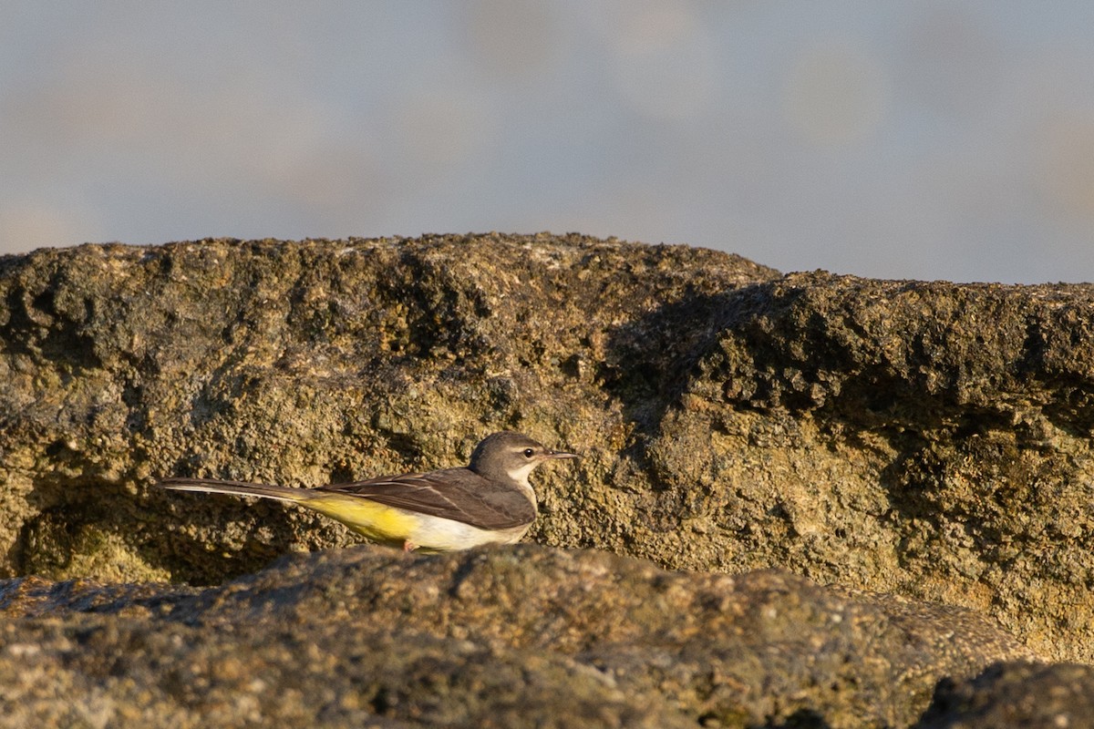 Gray Wagtail - ML616499315