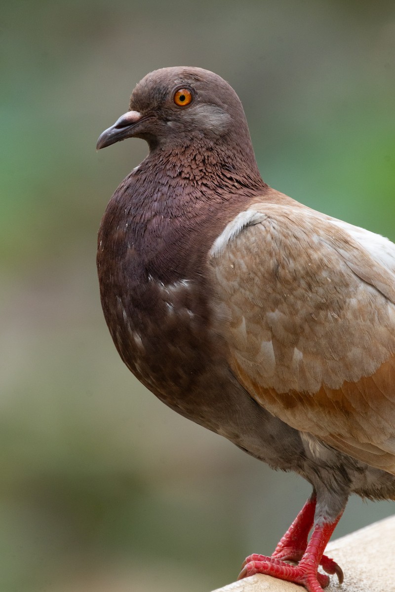 Сизый голубь (Одомашненного типа) - ML616499383