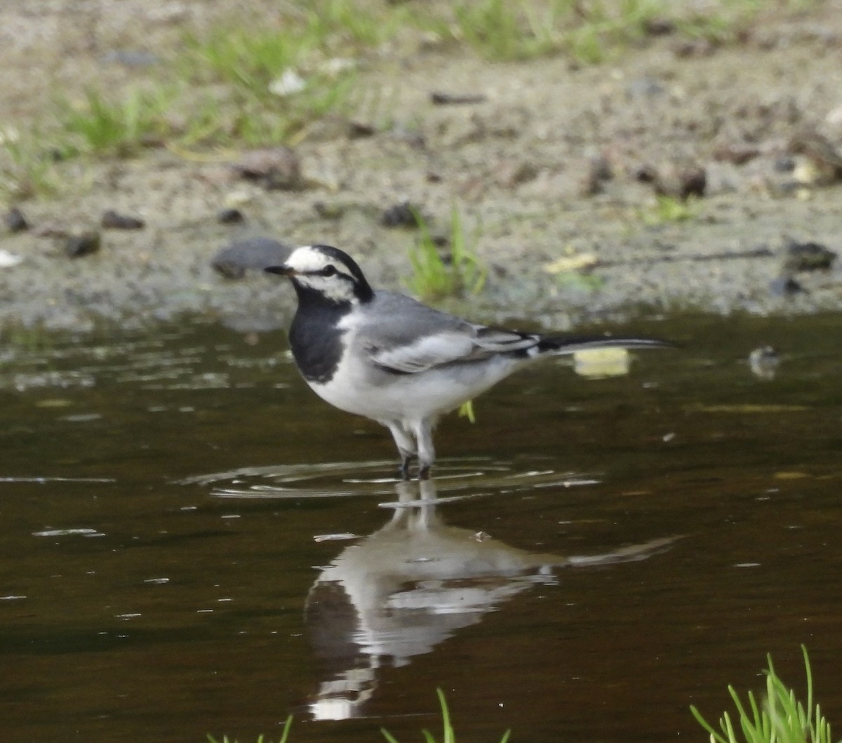 White Wagtail - Chris Forster