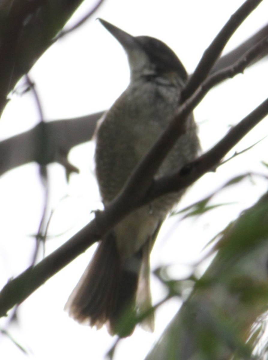 Gray Butcherbird - NICOLINO DALFONSO