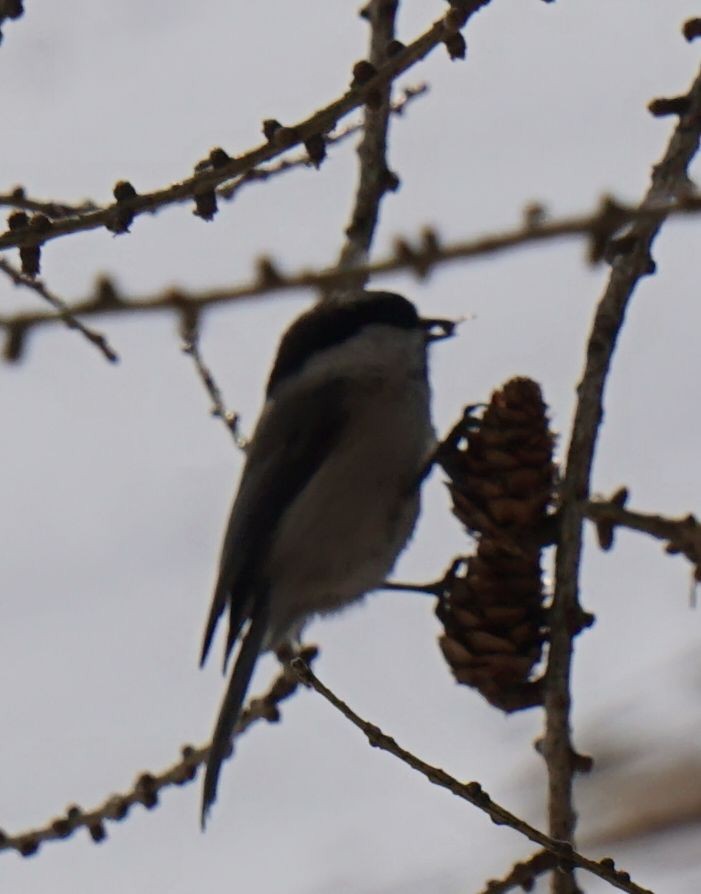 Willow Tit - ML616499411