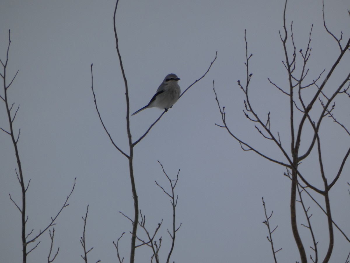 Northern Shrike - ML616499478