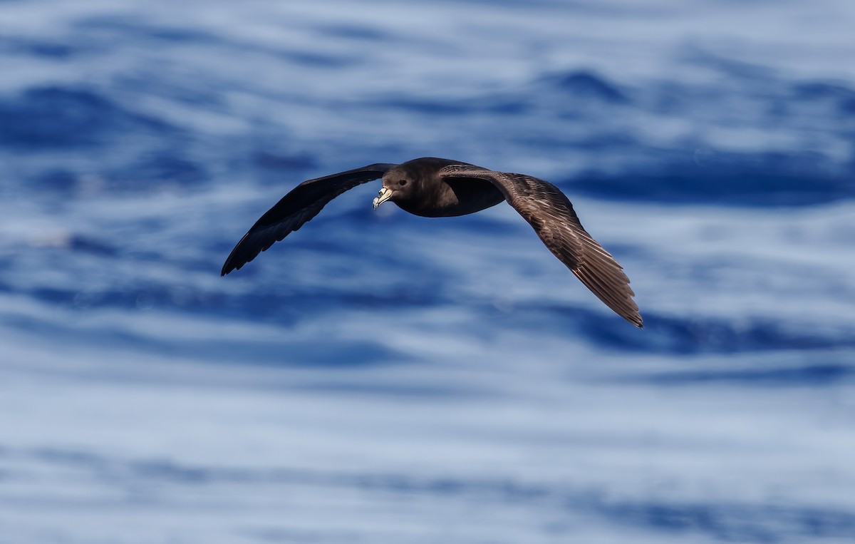 Parkinson's Petrel - ML616499509