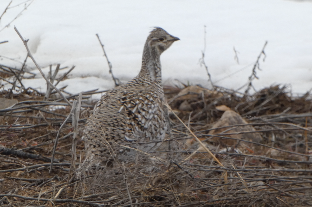 Gallo de las Praderas Rabudo - ML616499519