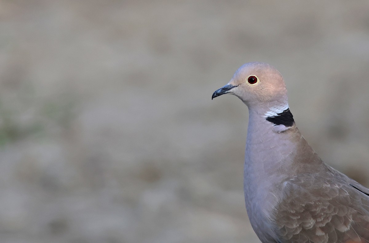 Eurasian Collared-Dove - ML616499534