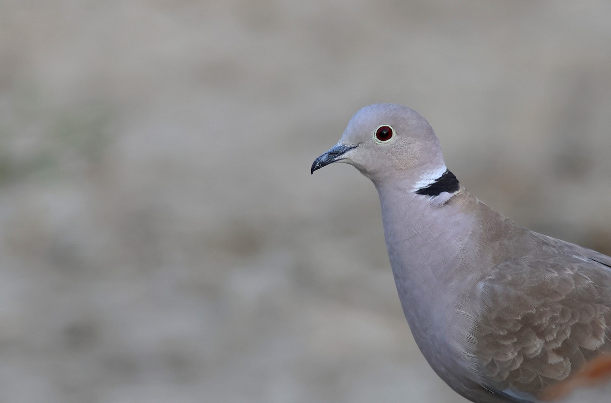 Eurasian Collared-Dove - ML616499535