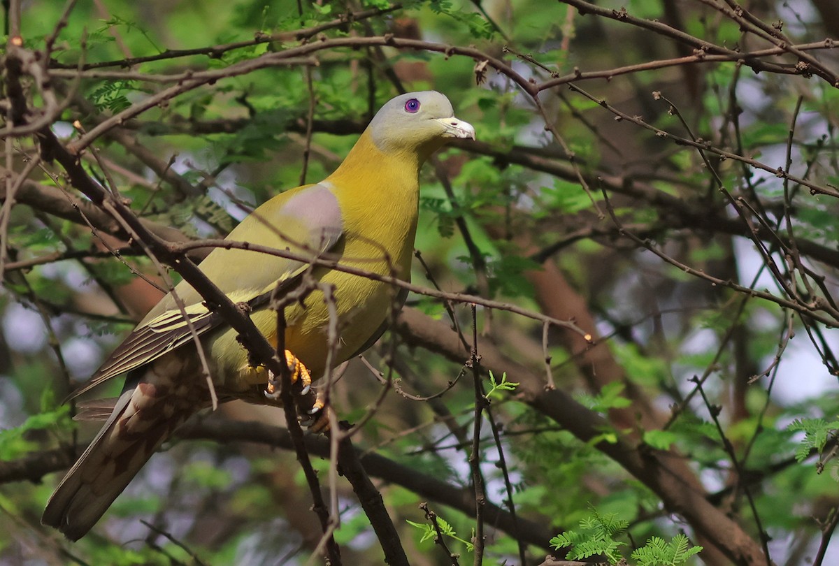 Yellow-footed Green-Pigeon - ML616499554