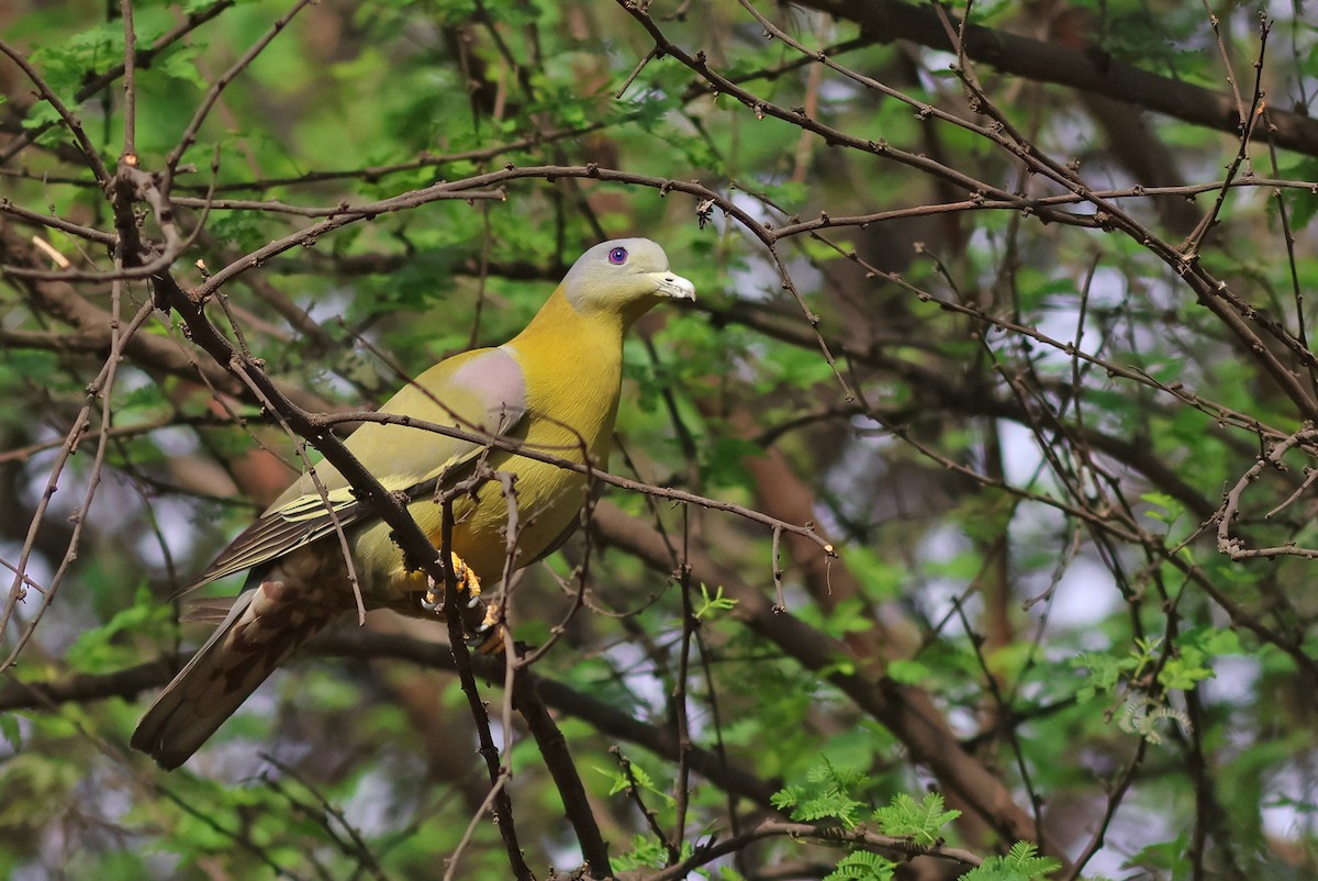 Yellow-footed Green-Pigeon - ML616499555