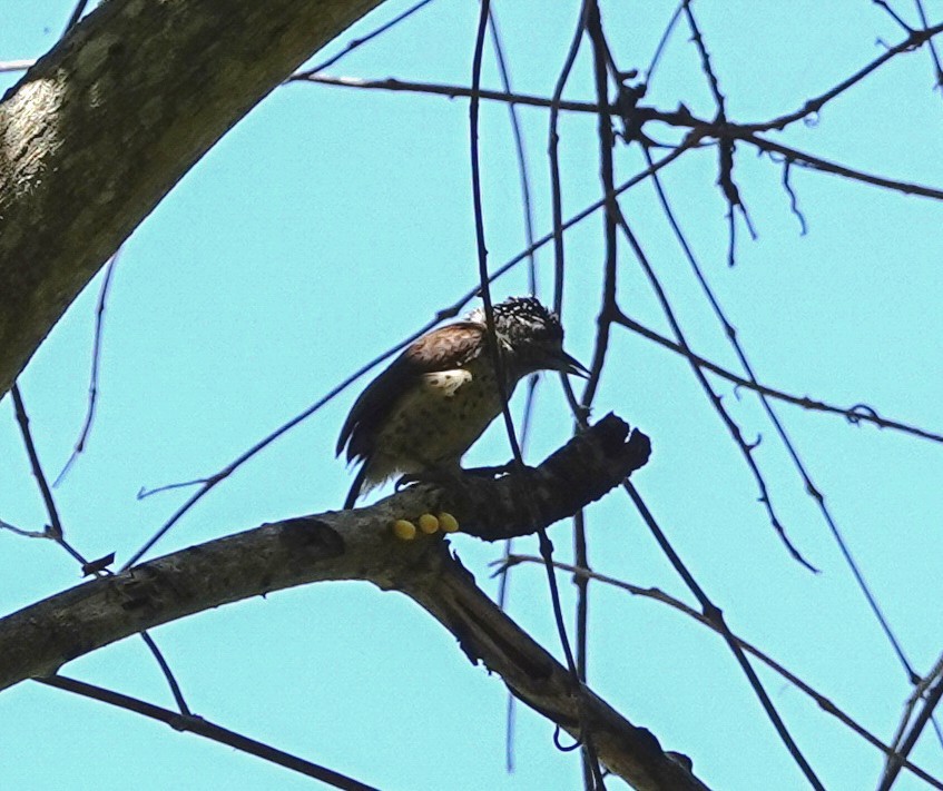 White-bellied Piculet - ML616499571