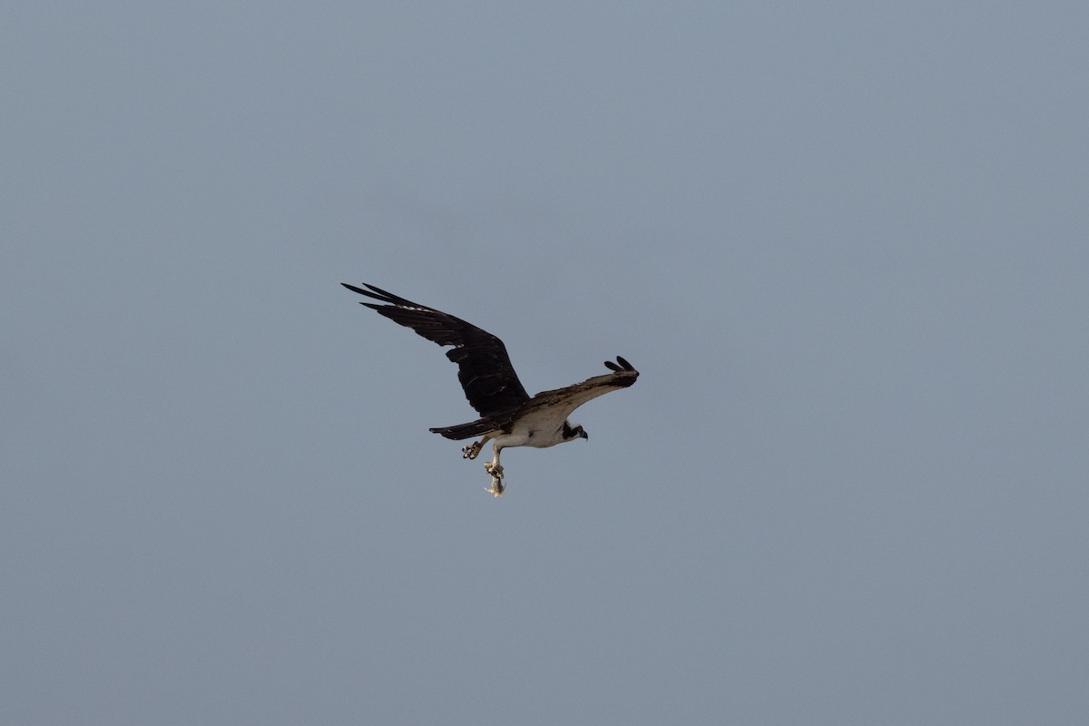 Águila Pescadora - ML616499589