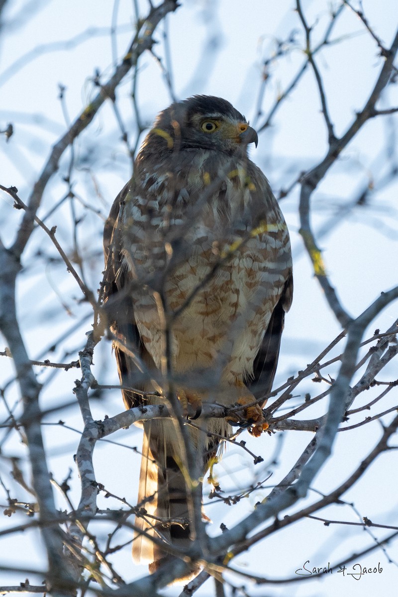 Roadside Hawk - Jacob Bliss