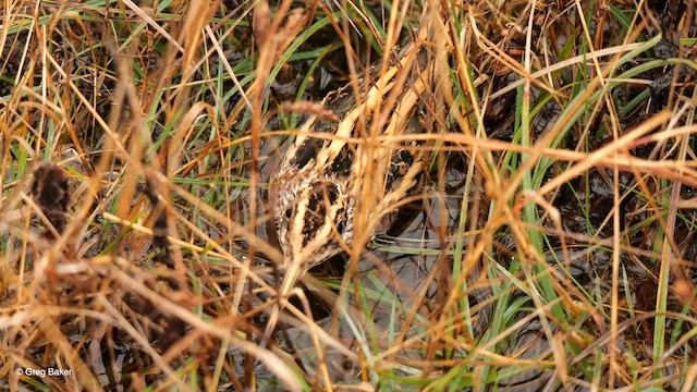 Jack Snipe - ML616499638