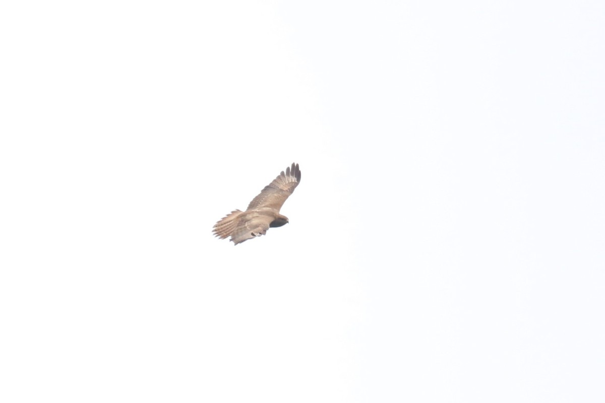 Mountain Buzzard - ML616499685