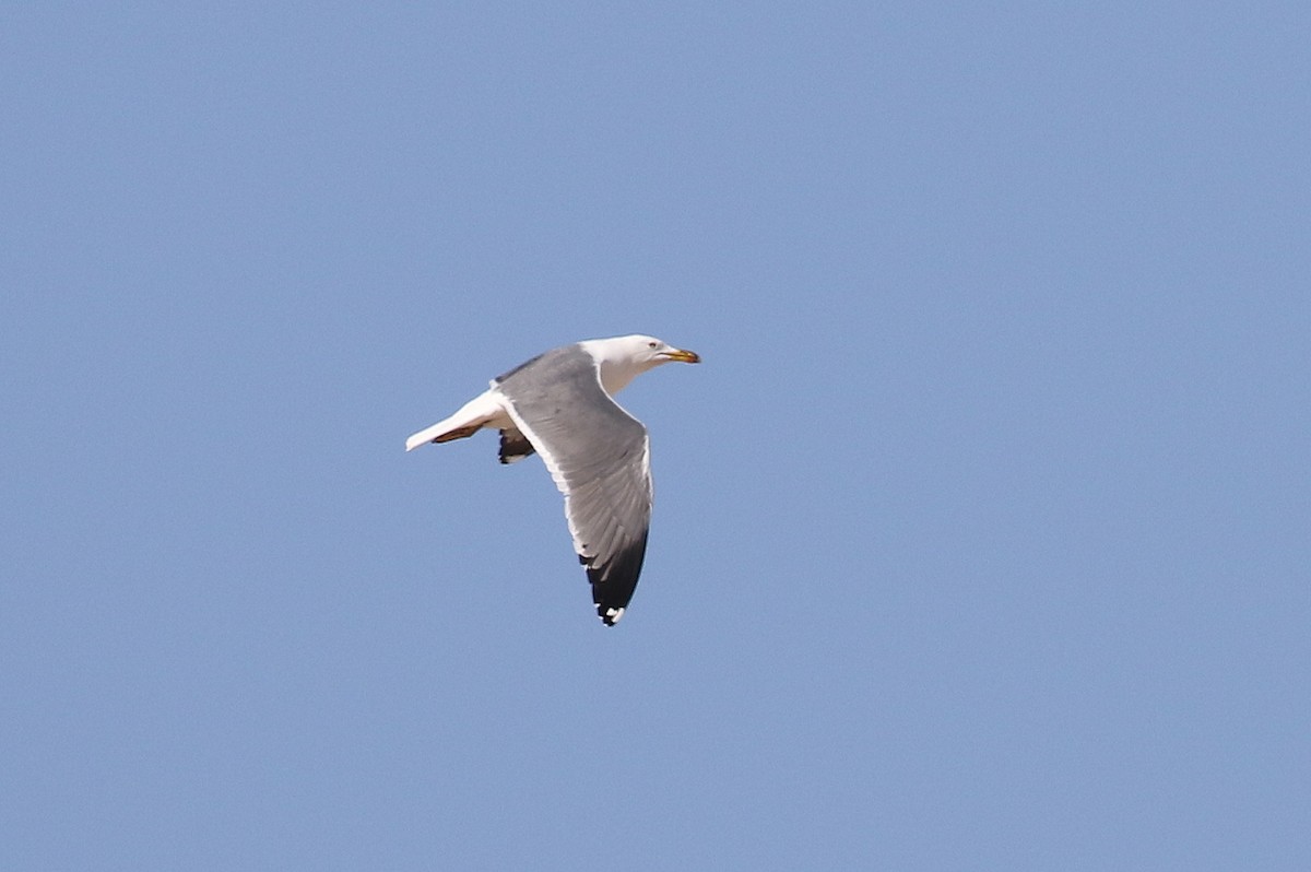 Lesser Black-backed Gull (Steppe) - Chris Kehoe