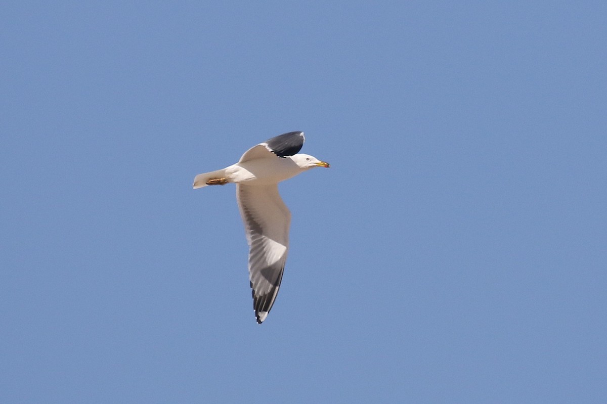 Lesser Black-backed Gull (Steppe) - Chris Kehoe