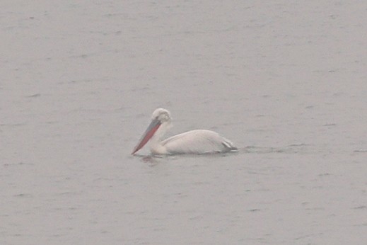 pelikán kadeřavý - ML616499745