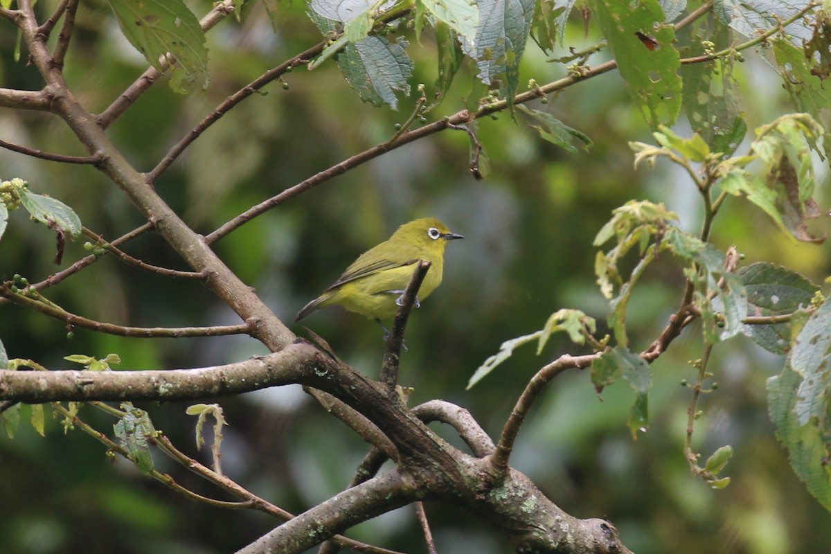 Pale White-eye - Fikret Ataşalan