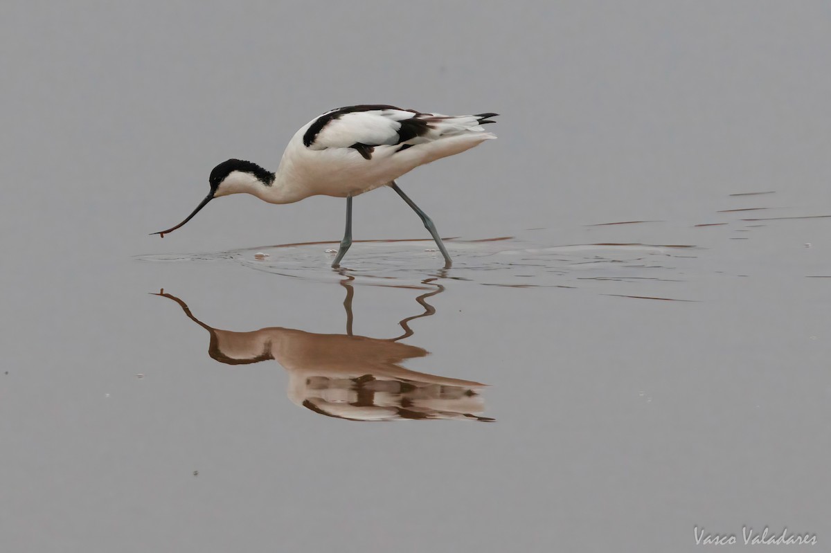 Avocette élégante - ML616499782