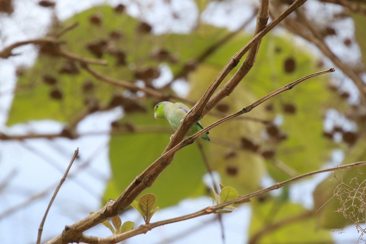 Pacific Parrotlet - ML616499784