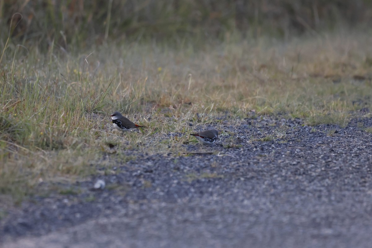 Diamond Firetail - Patrick Reed