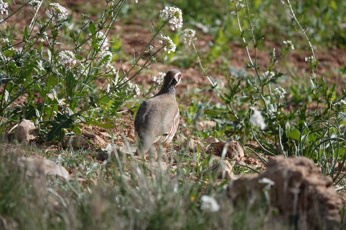 Red-legged Partridge - ML616499805