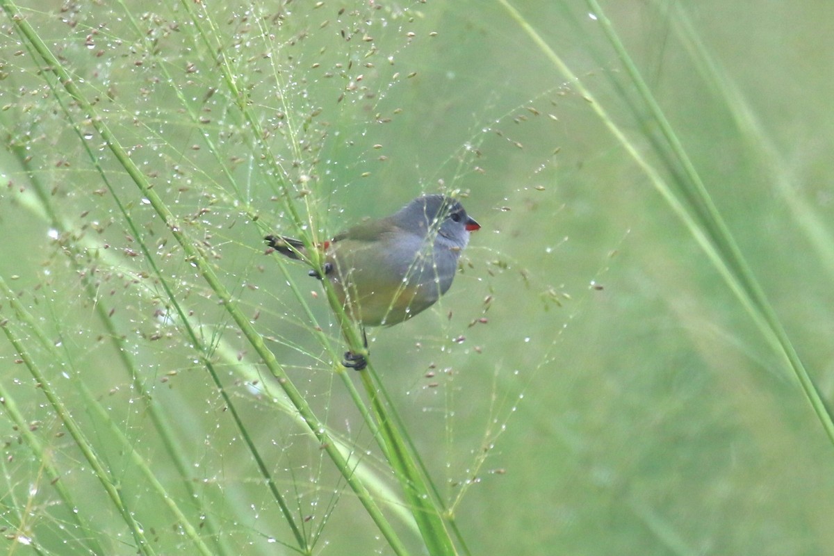 Yellow-bellied Waxbill - ML616499823