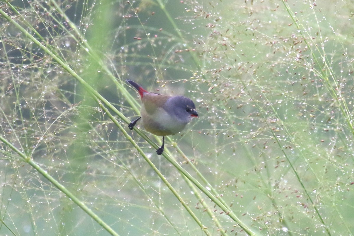 Yellow-bellied Waxbill - ML616499824