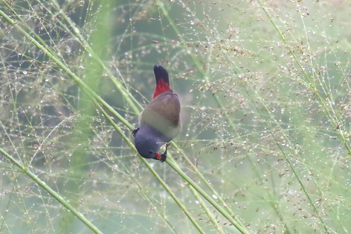 Yellow-bellied Waxbill - ML616499825