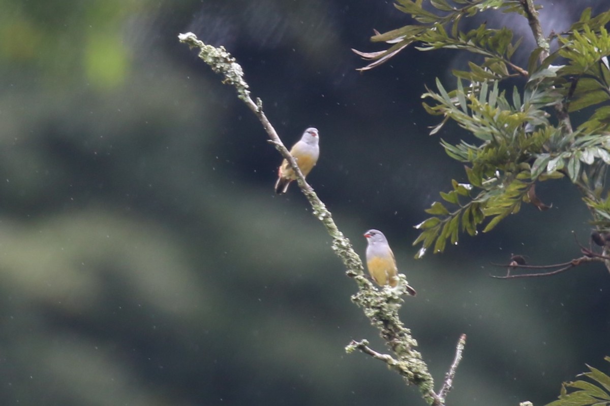 Yellow-bellied Waxbill - ML616499827