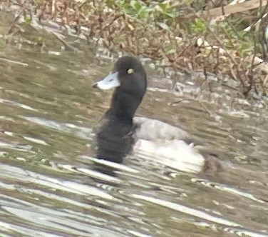 Greater Scaup - ML616499834