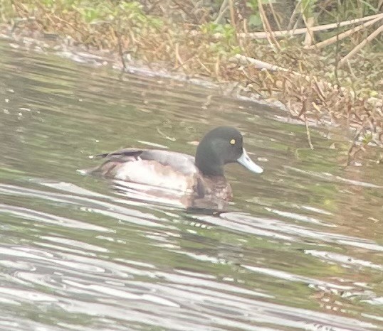 Greater Scaup - ML616499835