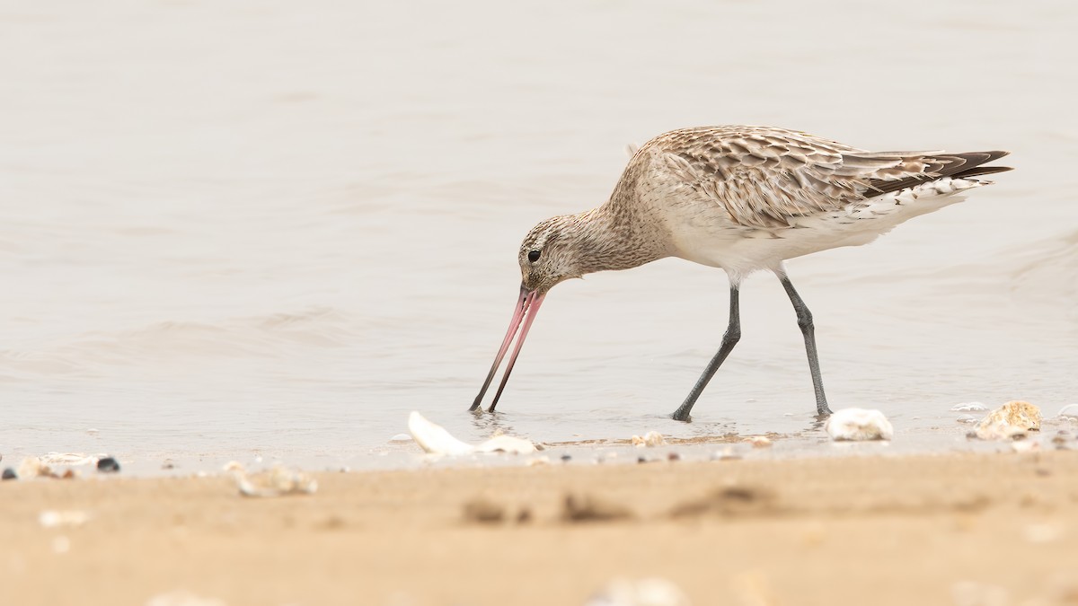 Bar-tailed Godwit (European) - ML616499848