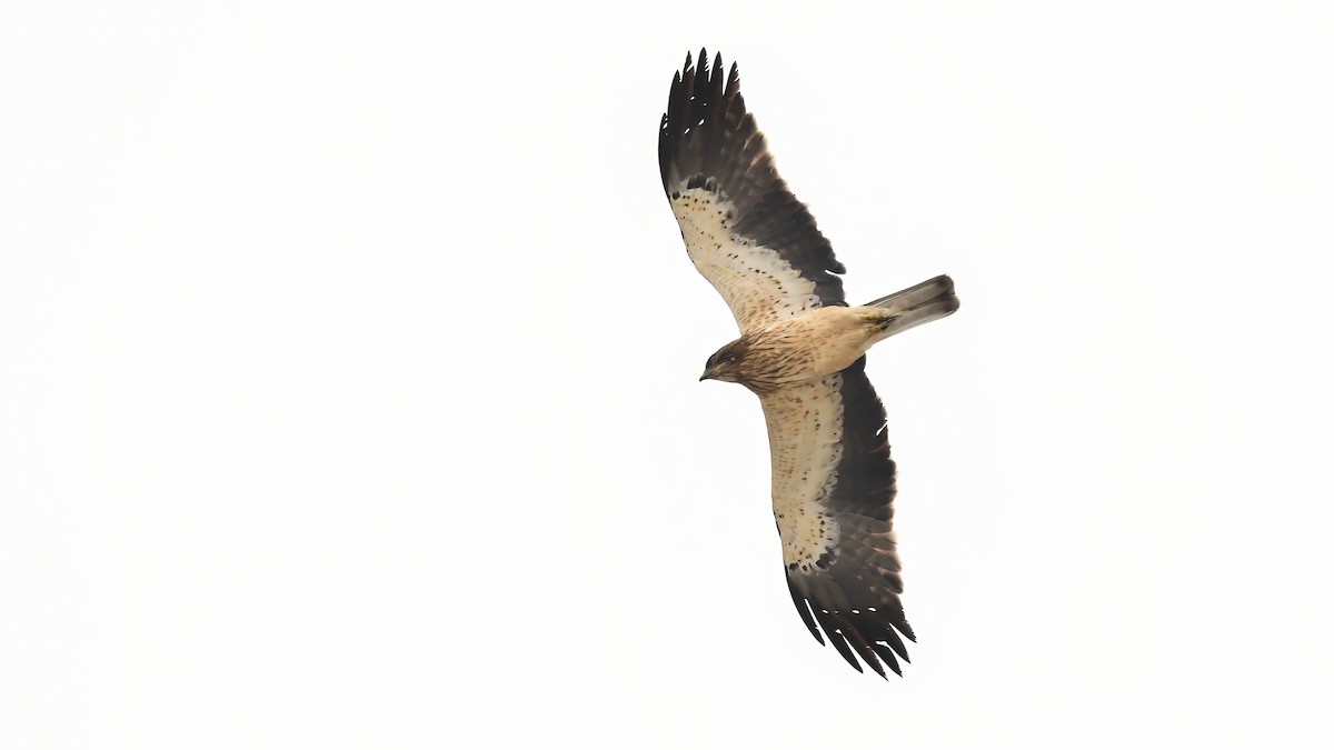 Booted Eagle - ML616499862