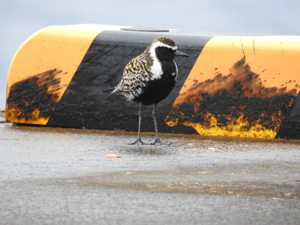 Pacific Golden-Plover - ML616499893