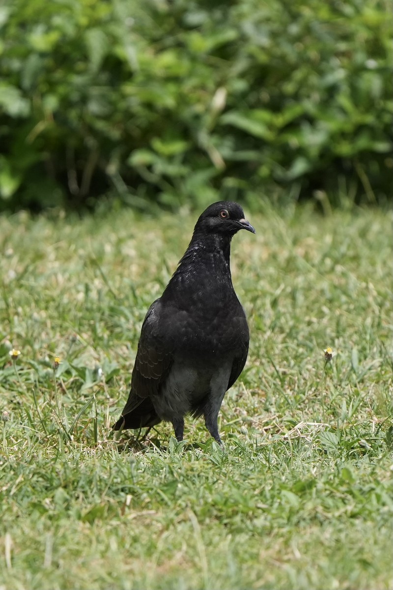 Rock Pigeon (Feral Pigeon) - ML616499894