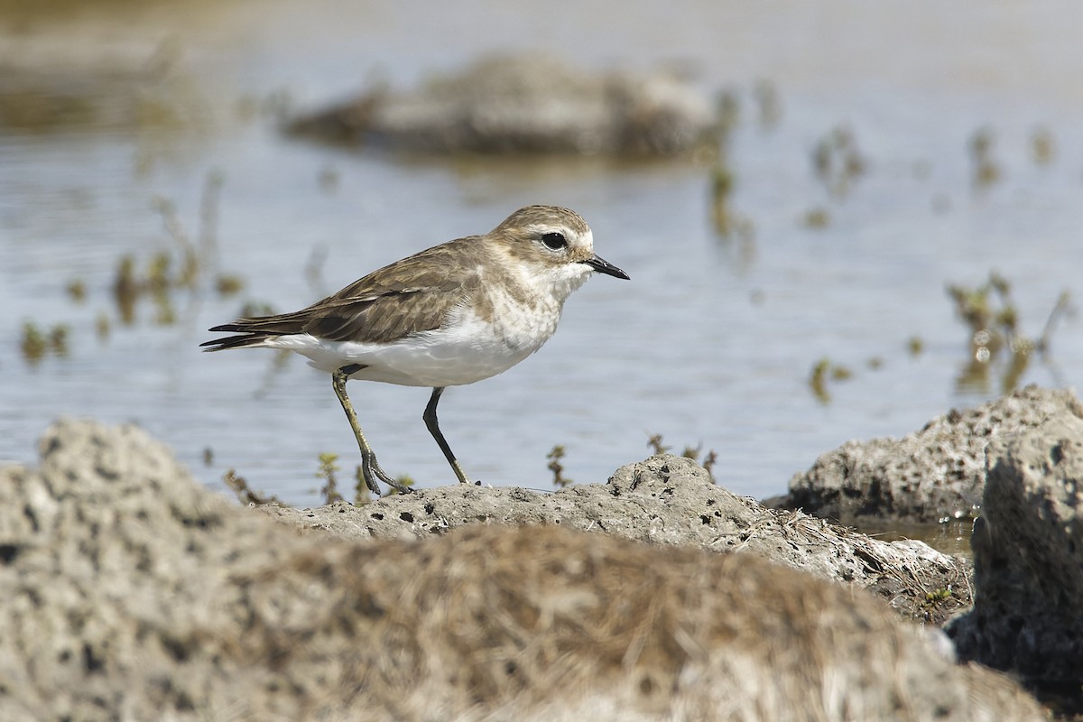 Double-banded Plover - ML616499921