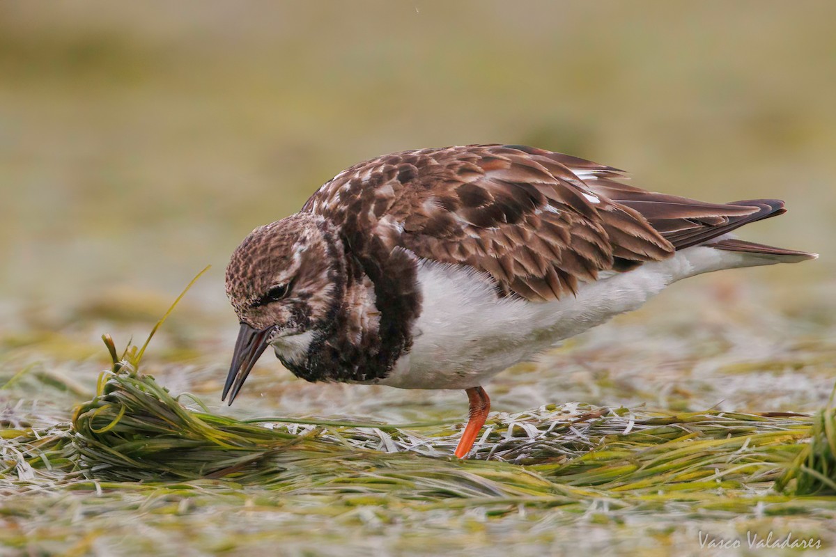 Ruddy Turnstone - ML616499930