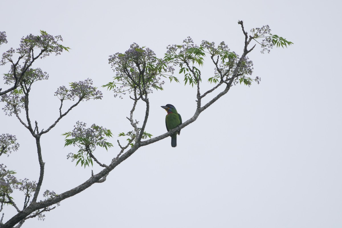 Chinese Barbet - Rothana Touch