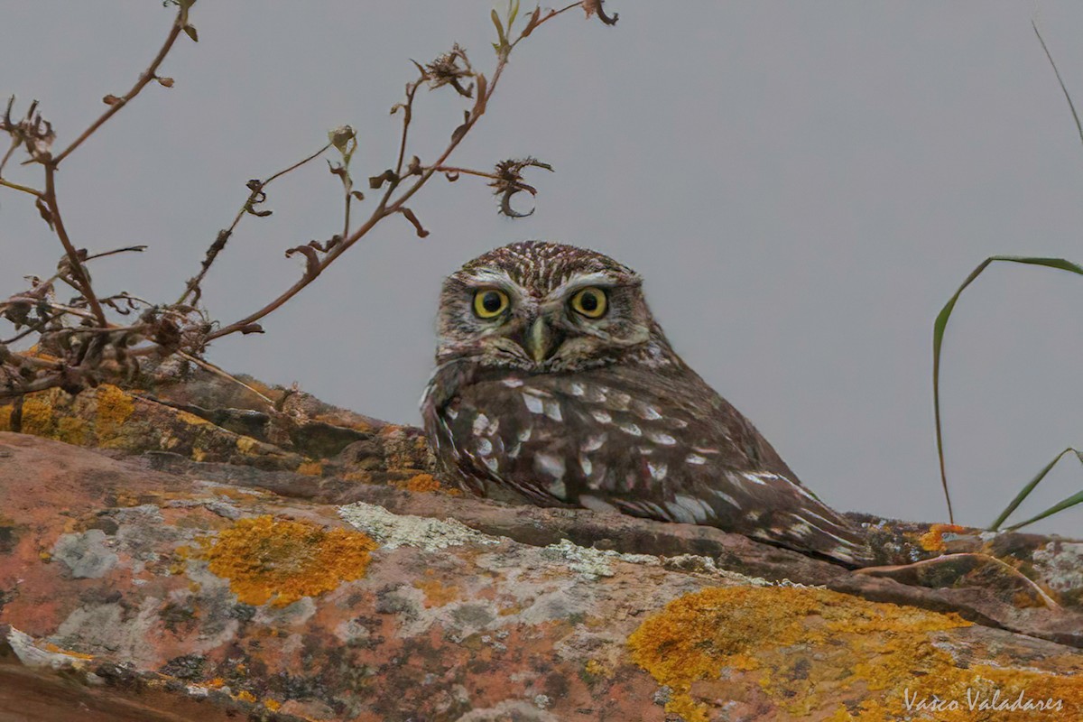 Little Owl - ML616499960