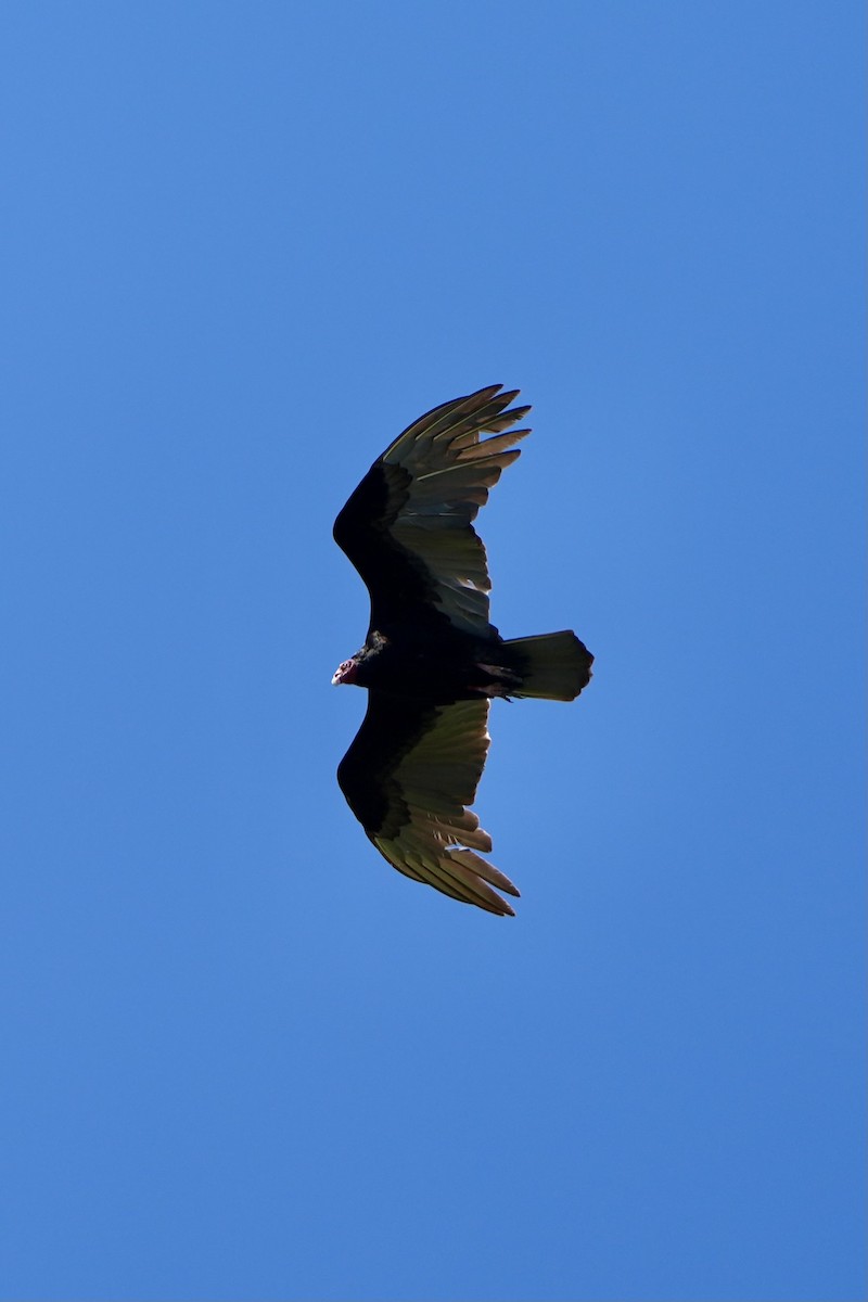 Turkey Vulture - ML616499967